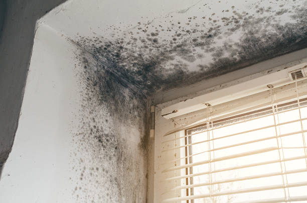 Affordable Mold Inspection And Testing solutions in Grass Lake, MI