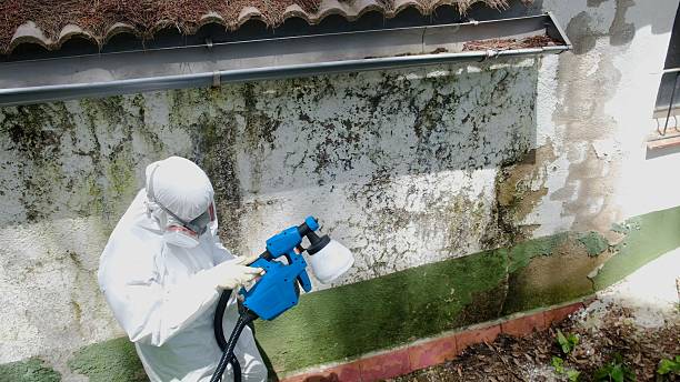 Top rated local Mold Inspection And Testing specialists in Grass Lake, MI
